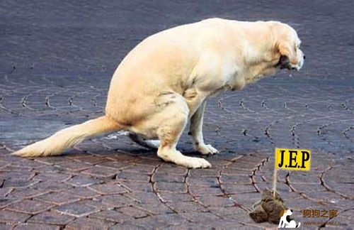 训练犬排泄行为