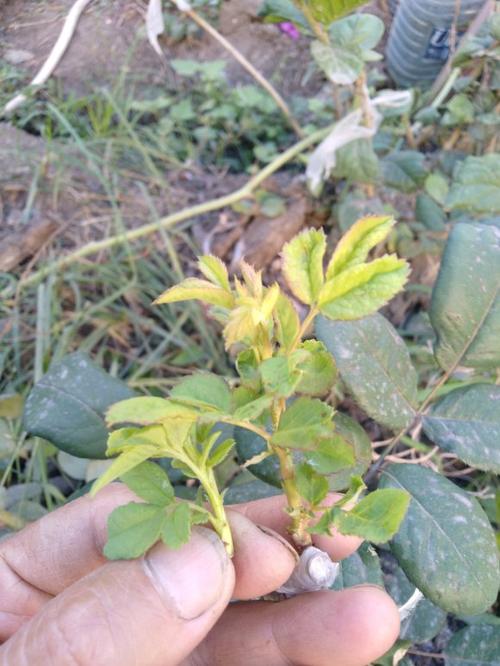日本无刺蔷薇栽培技术