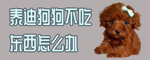 家里的泰迪不吃东西怎么办啊