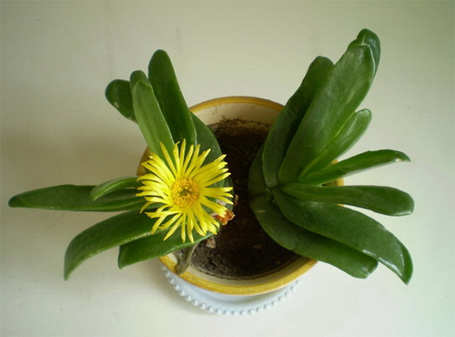 佛手掌花养殖方法