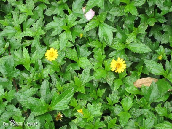 蟛蜞菊栽培方法