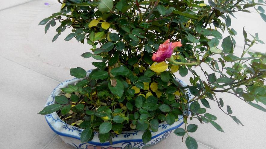 刚栽培的梅桂花怎么黄叶子