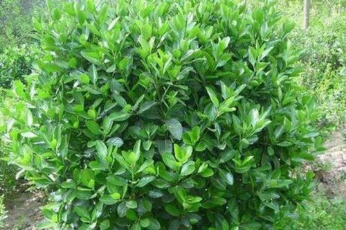 冬青栽培知识