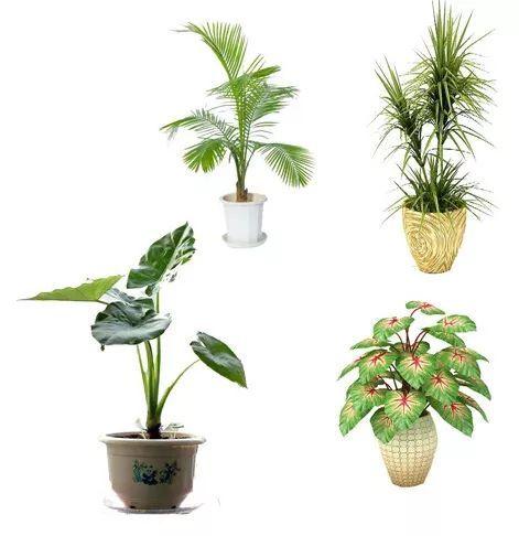 室内植物栽培方法