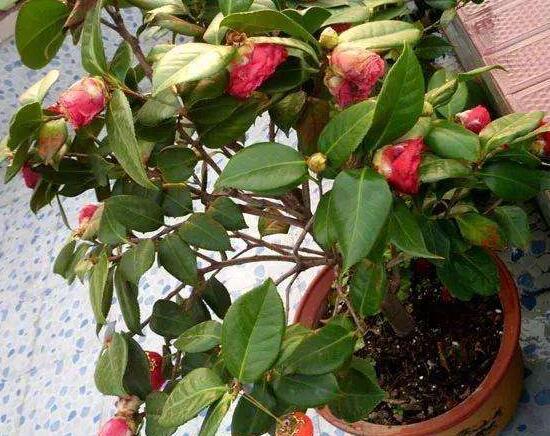 山茶花怎样栽培