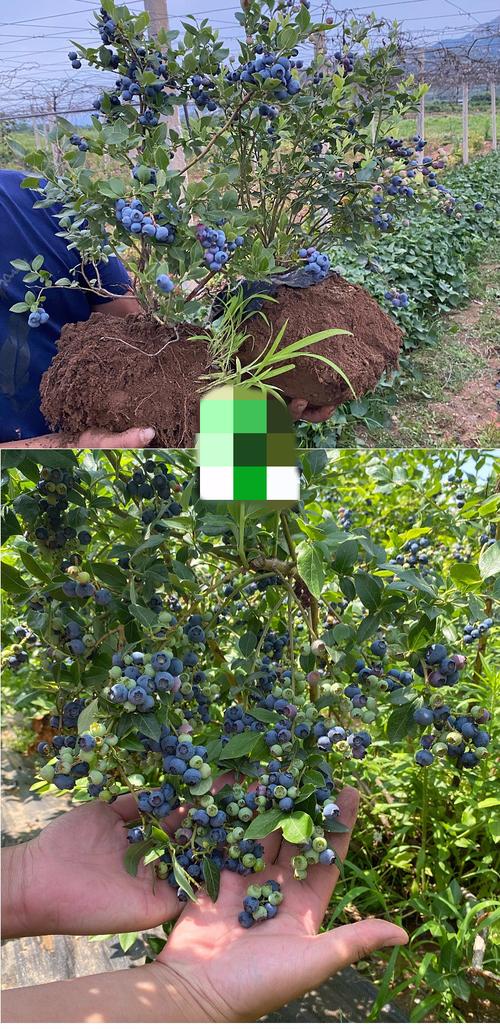 篮梅树的栽培技术