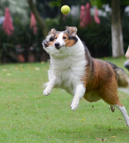 狗犬训练