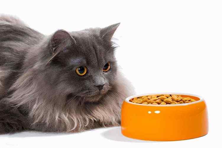 猫特别没精神不吃东西