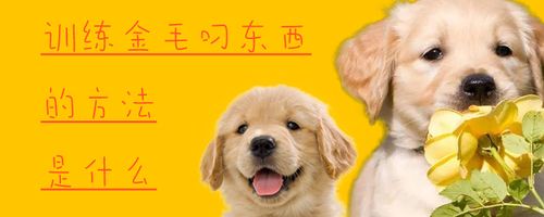 训练狗狗帮叼东西