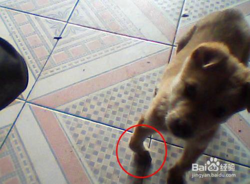 狗外八做什么康复训练