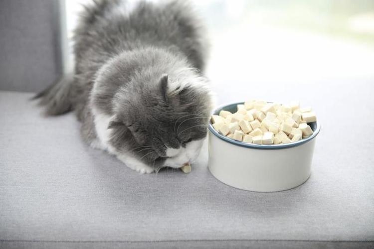 怎么交小猫自己吃东西