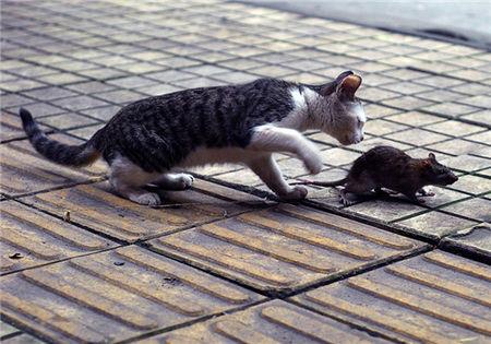 怎样训练猫咪不乱抓东西