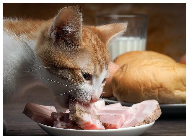 小猫不会吃东西怎么养