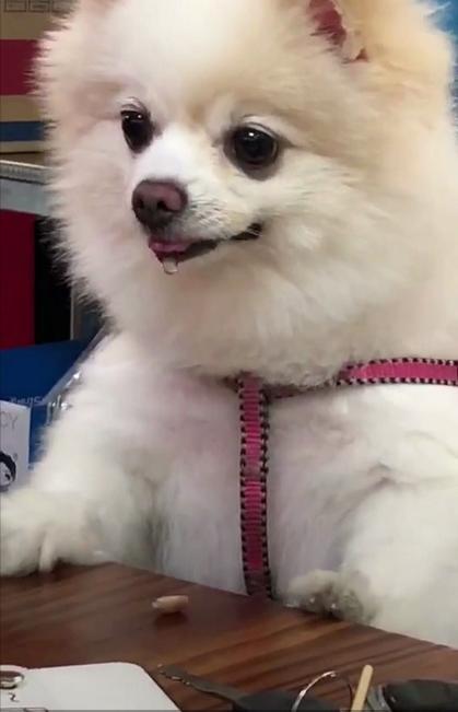 博美幼犬吐了不吃东西