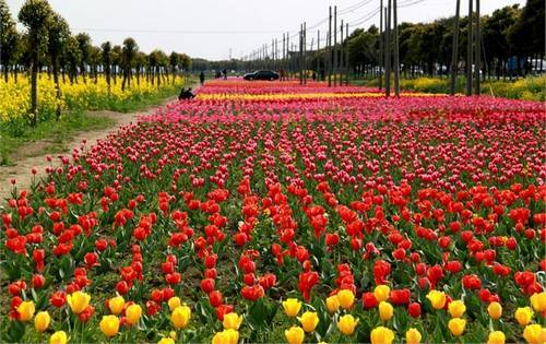 花栽培
