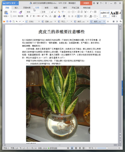 新栽培的虎尾兰需知
