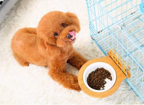 泰迪狗什么东西可以吃什么药