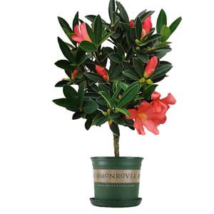木本花卉的栽培要点