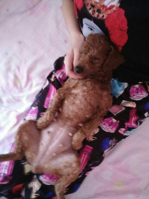 泰迪怀孕不爱吃东西怎么办