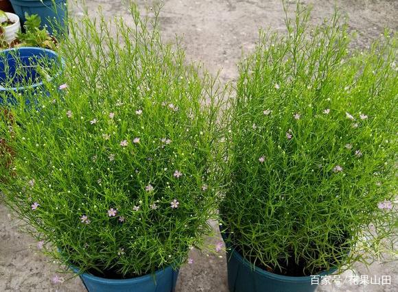 满天星盆栽冬天怎么种植方法