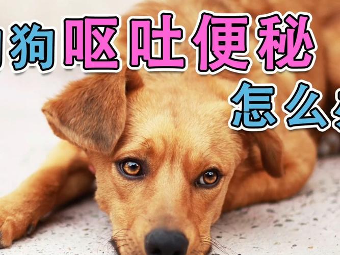 狗吃什么东西都吐怎么办