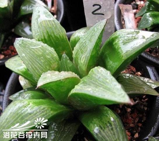 十二卷的养殖方法