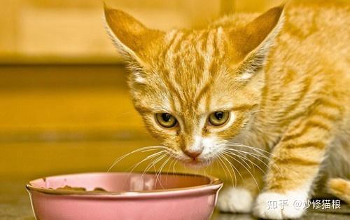 猫呕吐不吃东西怎么治