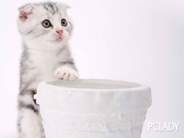 怎么训练猫的性格