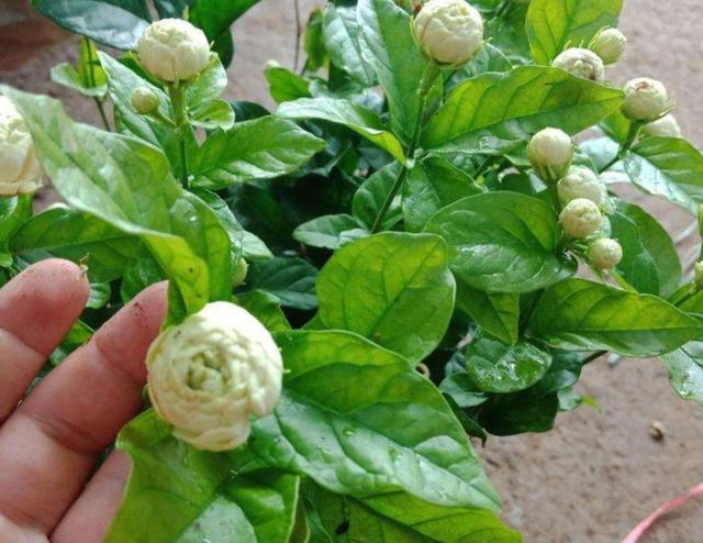 茉莉花栽培与养护