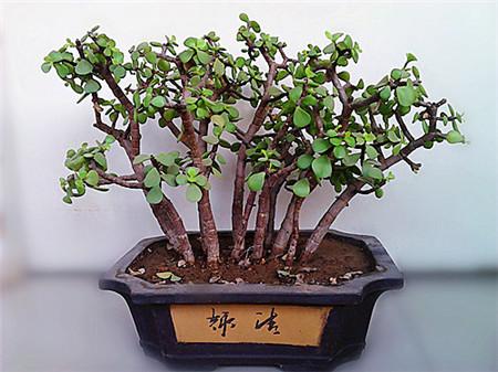 盆景如何栽培
