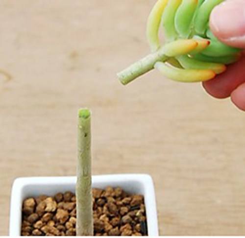 多肉植物叶扦插注意事项