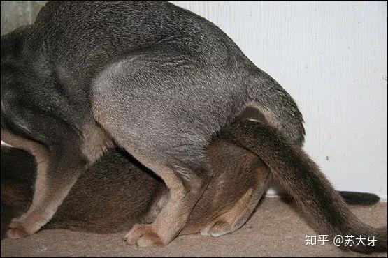 交配完的猫不吃东西