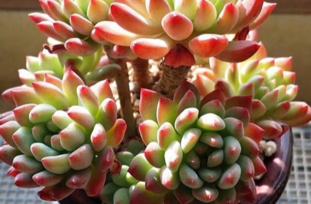 种多肉植物的注意事项