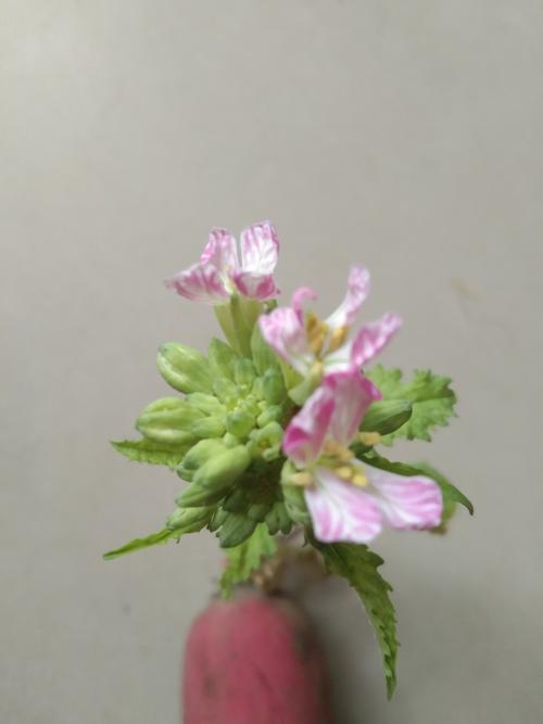 萝卜花栽培