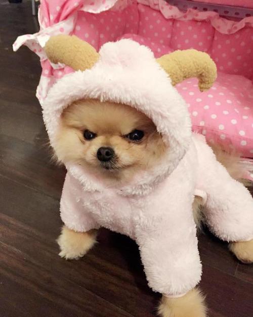 博美犬凶怎么训练