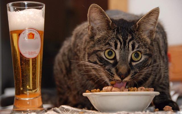 猫不吃东西制喂食
