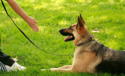 训犬是指训练狗