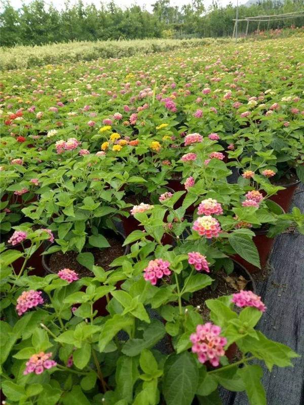 五彩花种植方法