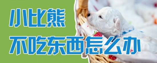 比熊狗一直干呕不吃东西怎么办