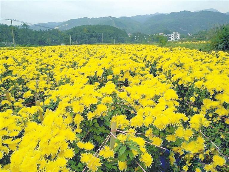菊花栽培管理