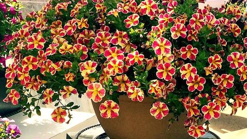 舞春花栽培技术