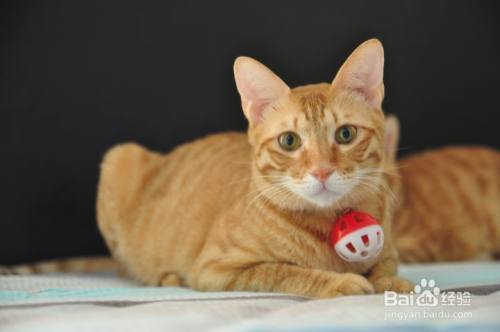 猫下小猫需要准备什么东西