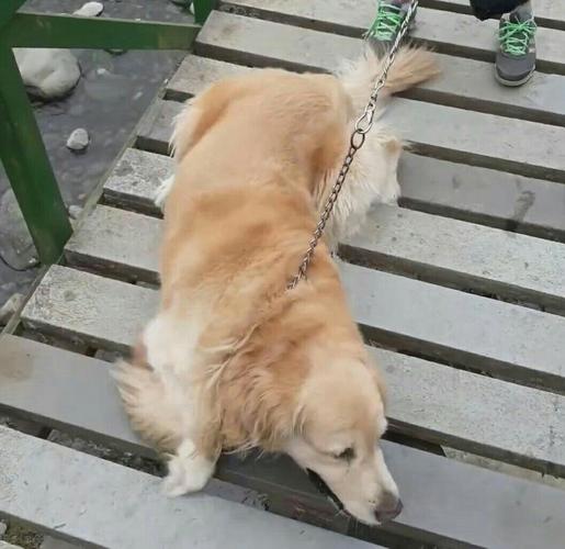 怎么训练狗不爬人身上