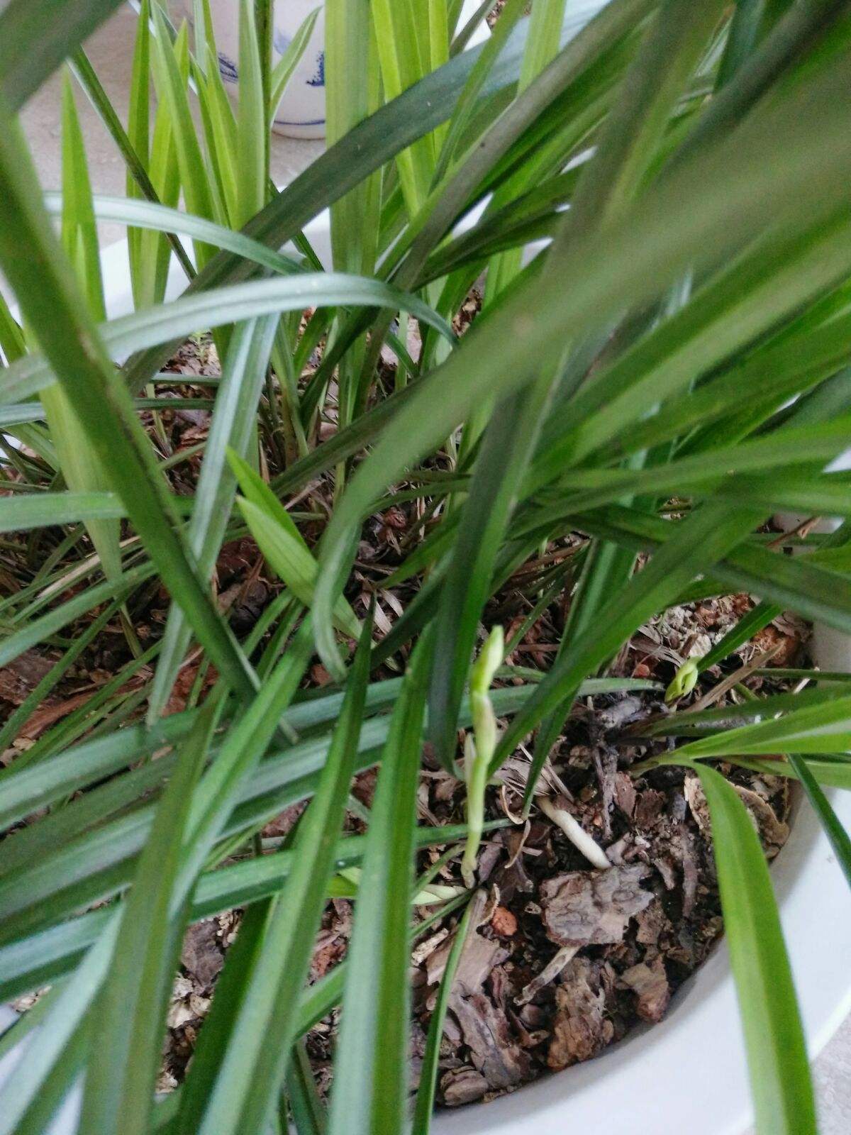 野生兰花种植注意事项