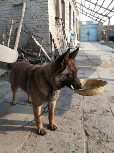 麻犬不吃东西怎么办
