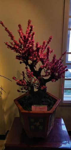 梅花盆景栽培技术