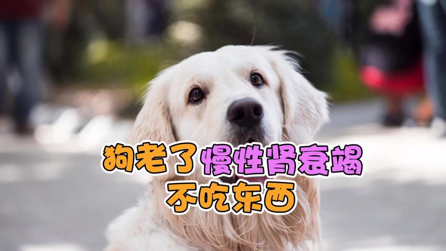 狗狗肾衰竭不吃东西