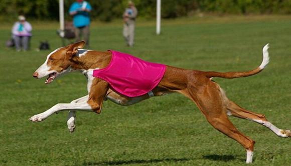 猎犬怎样训练胆量