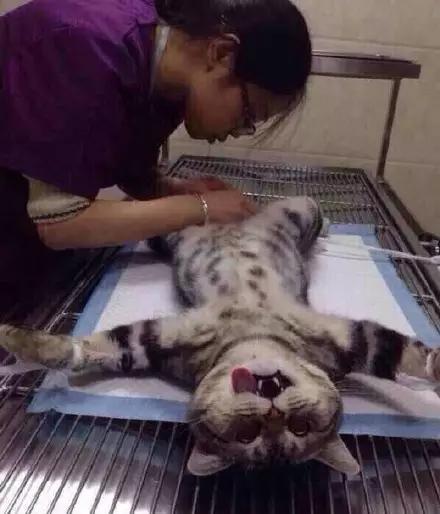猫咪做绝育后不吃东西