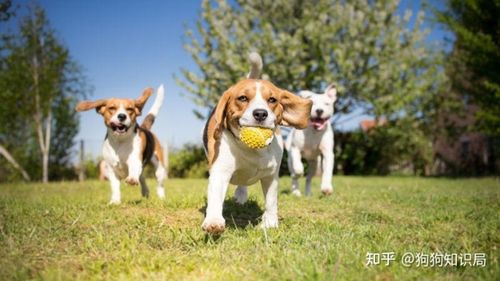 养狗需要什么东西